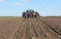 В Энгельсском, Гагаринском, Аркадакском и Самойловском районах набирает обороты сев овощей