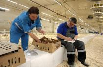 На Заволжскую птицефабрику поступило 16 тысяч суточных цыплят кросса Ломанн