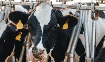 Предприниматели Калининского района вкладываются в мясное и молочное животноводство