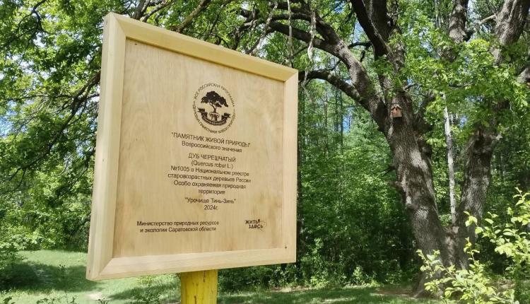 Дуб из Тинь-Зиня в Энгельсе борется за звание «Российское дерево года-2024»