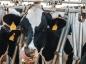 Предприниматели Калининского района вкладываются в мясное и молочное животноводство