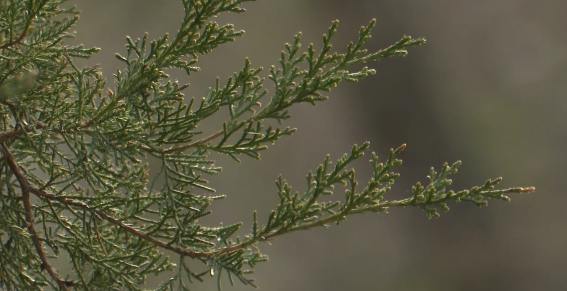 ветка дерево природа зелень гтрк