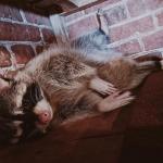 Зоозащитники обеспокоены здоровьем животных в саратовских заведениях