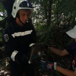 Сотрудники Горспаса достали застрявшего на дереве котёнка