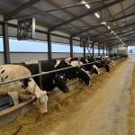 Валерий Радаев посетил Племзавод "Трудовой" и оценил новую молочную ферму