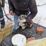 Спасатели достали щенка, застрявшего под бетонной плитой