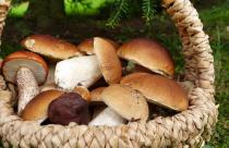 mushrooms-3686917_1920