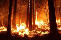 wildfire-1105209_1280