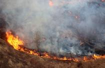 Dry grass and trees in smoke and flames