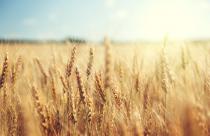 пшеница урожай