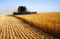 поля пшеница урожай