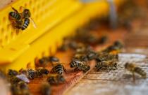 пчела мед