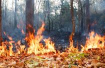 bush-fire-in-tropical-forest_176124-895