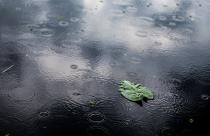 High angle closeup shot of an isolated green leaf in a puddle on a rainy day