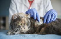 Doctor testing animal with a stethoscope