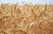 growing-wheat-in-wind