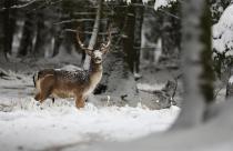 big-and-beautiful-fallow-deer-in-the-nature-habitat-in-czech-republic