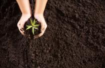 Child hands holding and caring a young green plant, Seedlings ar