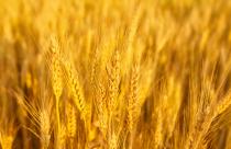 field with spikelets close up, background with wheat spikelets