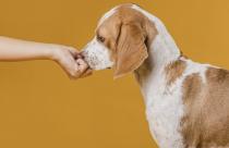 hand-touching-nose-adorable-dog