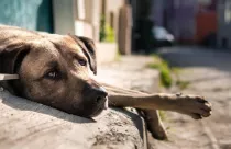 turkish-local-stray-dog-with-sad-eyes-looking-camera-street_1268-20131