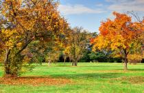 trees-in-a-beauty-park