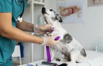 close-up-on-veterinarian-taking-care-of-dog