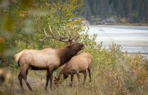 Elk (Cervus canadensis) bugling next to the river in the forest