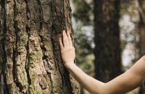 woman-touching-tree-with-hand