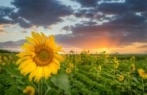 Closeup shot of a sunflower head with the field of many on the background