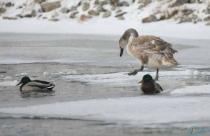 Комитет охотничьего хозяйства призывает саратовцев не заниматься самостоятельным спасением птиц на замерзающих водоемах