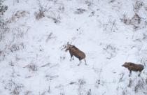В январе в Саратовской области стартует зимний учет численности охотничьих ресурсов