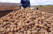 Саратовская область на 24,2% увеличила производство картофеля