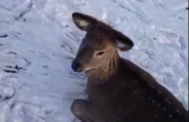 В Энгельсском районе спасли застрявшего на льду олененка