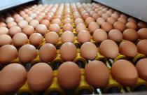 В 2024 году птицефабрики региона увеличили производство яиц на 29%