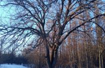 Дуб-старожил из Тинь-Зиня принимает участие в конкурсе «Российское дерево года – 2024»