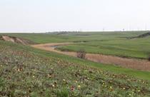 У тюльпанной степи на берегу реки Мечетка появилась охранная зона