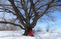 Саратовский дуб попал в национальный реестр старовозрастных деревьев России