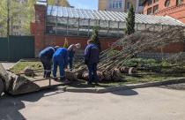 В Саратовском Городском парке высадили двадцатилетние дубы-крупномеры