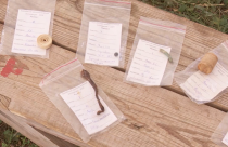 Черепки, кости и монеты — такого количества артефактов на одном участке еще не обнаруживали