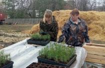 В лесах Саратовской области высадили почти 8,5 млн саженцев в рамках продолжающейся весенней кампании