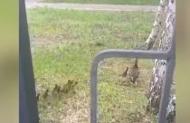 Мама-утка прогуливалась со своим выводком — их было около 9-ти