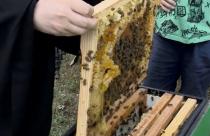 Социально-экологический проект выиграл средства на развитие устроенной при храме пасеки