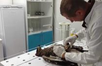 В селе Александров Гай Саратовской области специалисты выхаживают птенца степного орла, найденного с серьезными травмами на автомобильной трасс