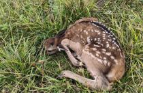 В начале сентября в экопарке «Олений остров» в Татищевском районе на свет появилась маленькая олениха