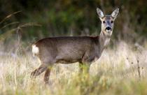 Браконьера оштрафовали за незаконную охоту