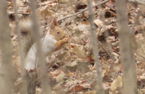 На финишной прямой. В Солнечном завершается 3-й этап развития парка у пруда «Семхоз»