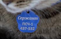 Это не только праздник, но и напоминание об ответственности за братьев наших меньших