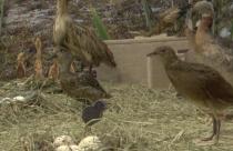 Сделать это можно, посетив одноименную выставку, которая открылась в музее краеведения