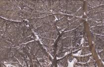 В Саратовской области завтра прогнозируют дождь со снегом и гололедицу